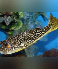Mbu Puffer
