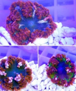 Flower Red Flame Anemone