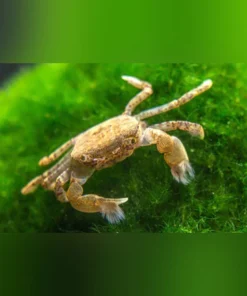 Pom Pom Crab (Freshwater)