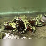Fire Belly Toad