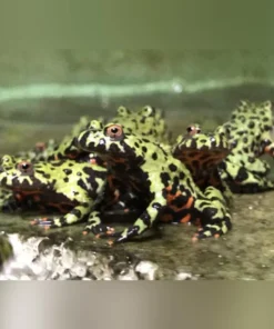 Fire Belly Toad