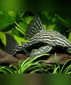L-191 Broken Line Royal Pleco