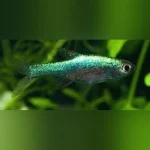 Green Axelrodi Rasbora