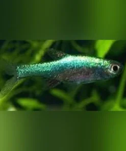 Green Axelrodi Rasbora