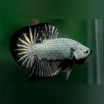 Plakat Fighter Betta