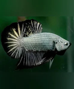Plakat Fighter Betta