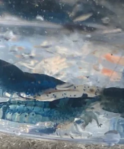 Blue Glaze Shrimp