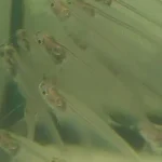 Glass Catfish