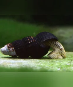 Mini Rabbit Snail