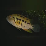 Atromaculatus Cichlid