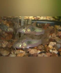 Emerald Green Cory