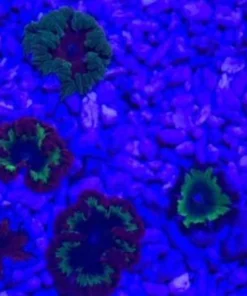 Alternative view of Flower Red Flame Anemone