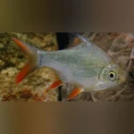 Tinfoil Barb