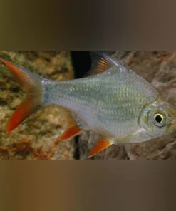 Tinfoil Barb