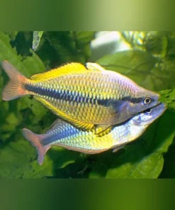 Yellow Axelrodi Rainbowfish