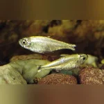 Gold Tetra