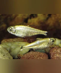 Gold Tetra