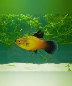 Assorted Hifin Platy (Lot of 6)
