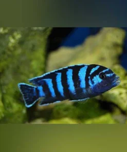 Demasoni Cichlid