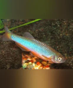 Purple Passion Danio