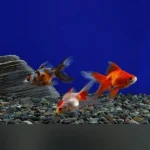 Red Fantail Goldfish