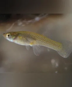 Mosquito Fish (Lot of 20)