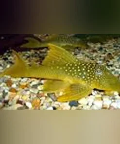 L-200 Green Phantom Pleco