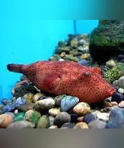 Miurus Puffer