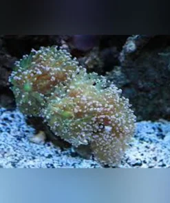 Frogspawn Branch Coral