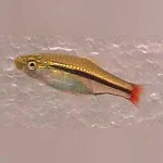 Borapetetensis Rasbora