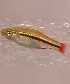 Borapetetensis Rasbora