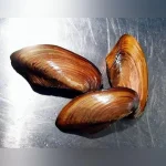 Freshwater Gold Clam