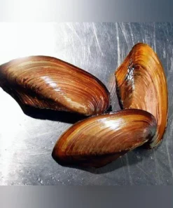 Freshwater Gold Clam
