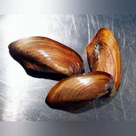 Freshwater Gold Clam