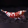 Red Tiger Shrimp Grade S