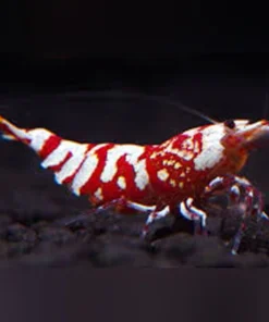 Red Tiger Shrimp Grade S