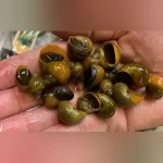 Jade Mystery Snail