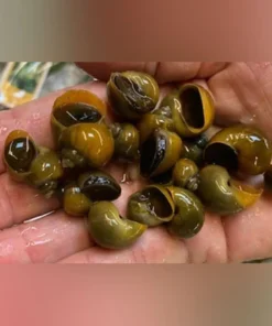 Jade Mystery Snail