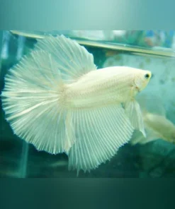 Platinum White Halfmoon Betta