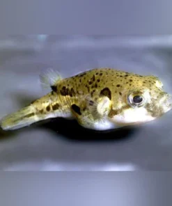 Indian Pea Puffer