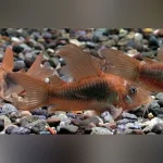 Long Fin Green Cory