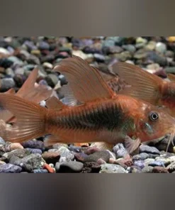 Long Fin Green Cory