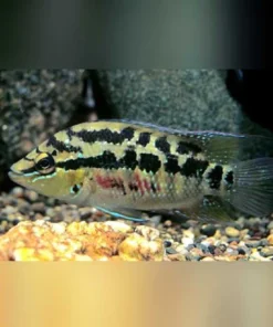 Salvini Cichlid