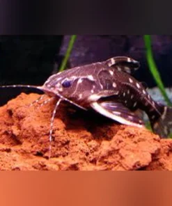 Spotted Raphael Catfish