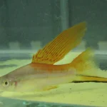 Hi Fin Neon Swordtail