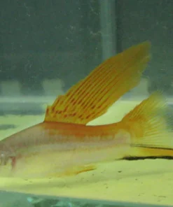 Hi Fin Neon Swordtail