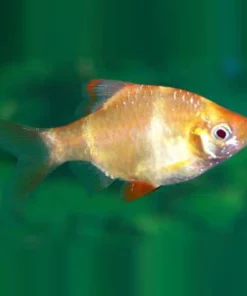 Albino Tiger Barb