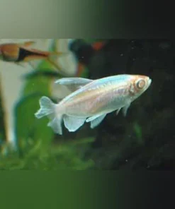Congo Tetra Albino
