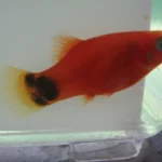 Red Mickey Mouse Platy