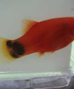 Red Mickey Mouse Platy
